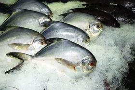 О чем молчит вкусная рыба