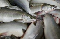 Дикий лосось – теперь и в Санкт-Петербурге