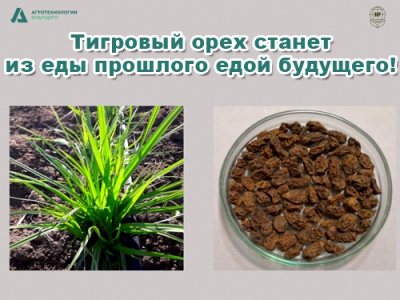 Тигровый орех станет из еды прошлого едой будущего!