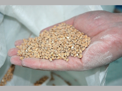 Альтернативный путь получения в своем ресторане живого пива