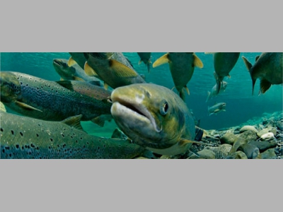 Охлажденная рыба должна доставляться в ресторан не более чем через 3-4 суток с момента вылова