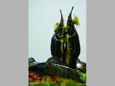 Когда рыба превращается в блюдо