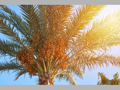 Новый бренд финиковой индустрии из Саудовской Аравии выходит на российский рынок