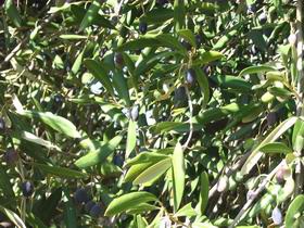 Жидкое золото Средиземноморья