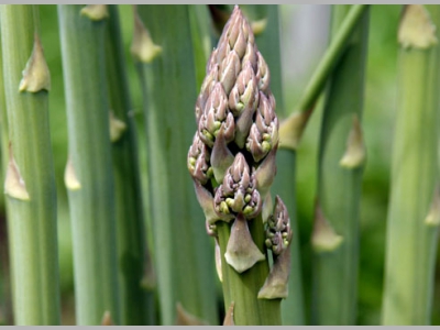 Каждому овощу - свое место на ресторанной кухне!