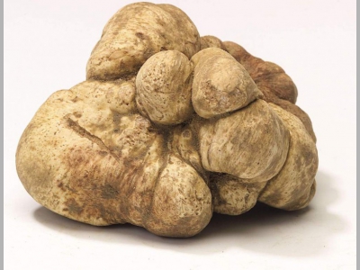 Рекордный белый трюфель весом 1,1 кг!