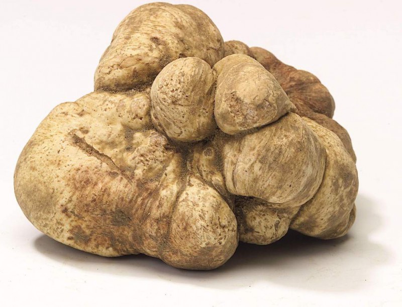 Рекордный белый трюфель весом 1,1 кг!