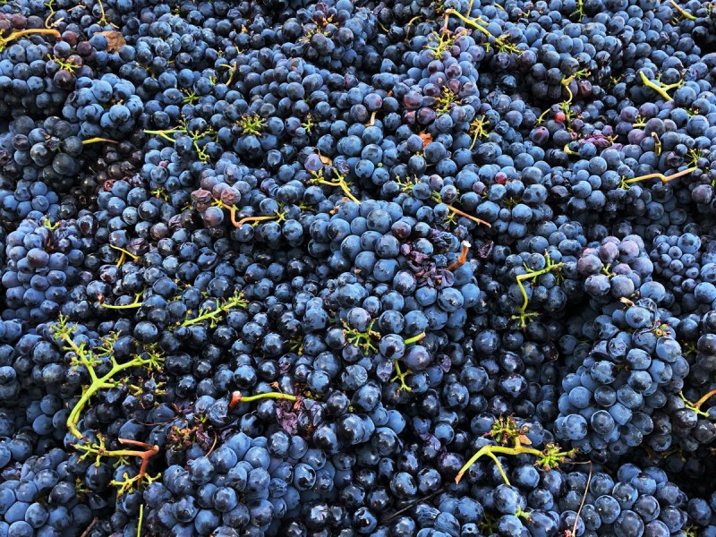 Российским виноделам не хватает маркетингового  агентства