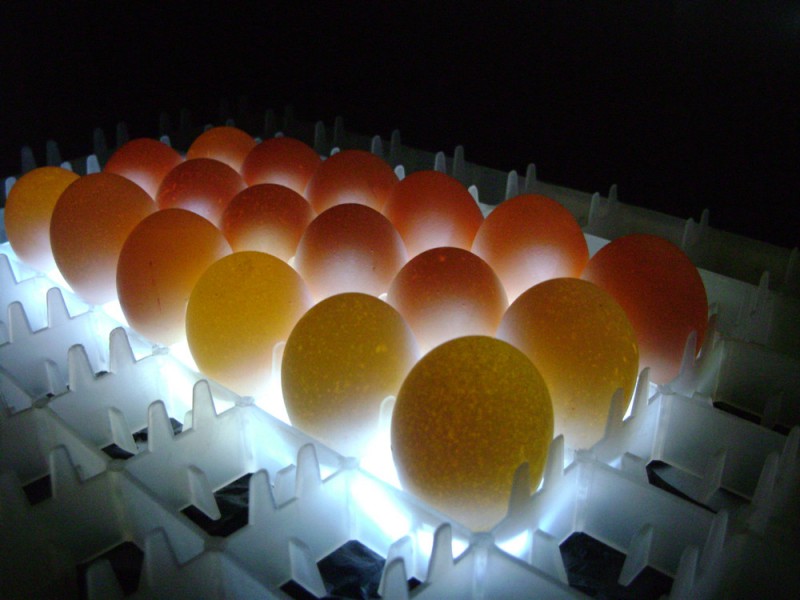 Вырастут цены на мясо птицы