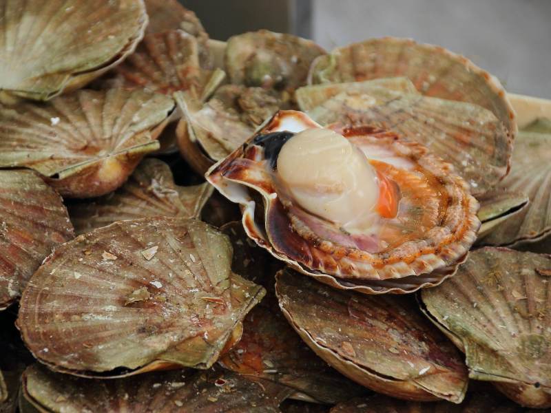 Фестиваль дальневосточных гребешков начался во Владивостоке