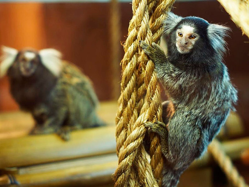 Детский ресторан «Мясо & Рыба» открылся в Москве