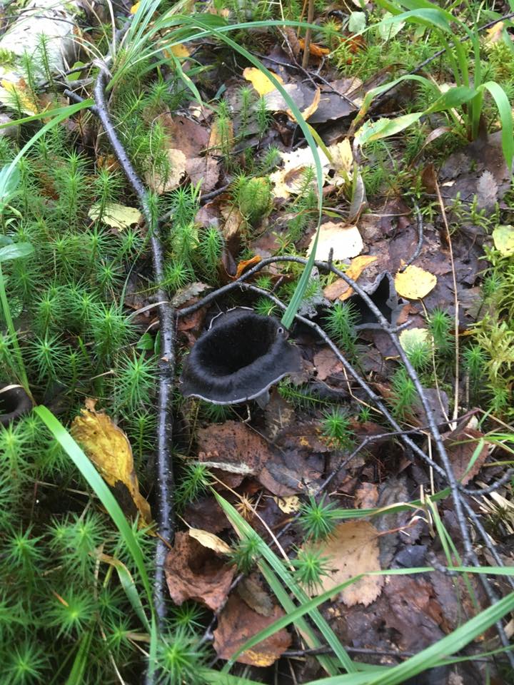 Черные лисички в Костромских лесах от Дмитрия Новичкова