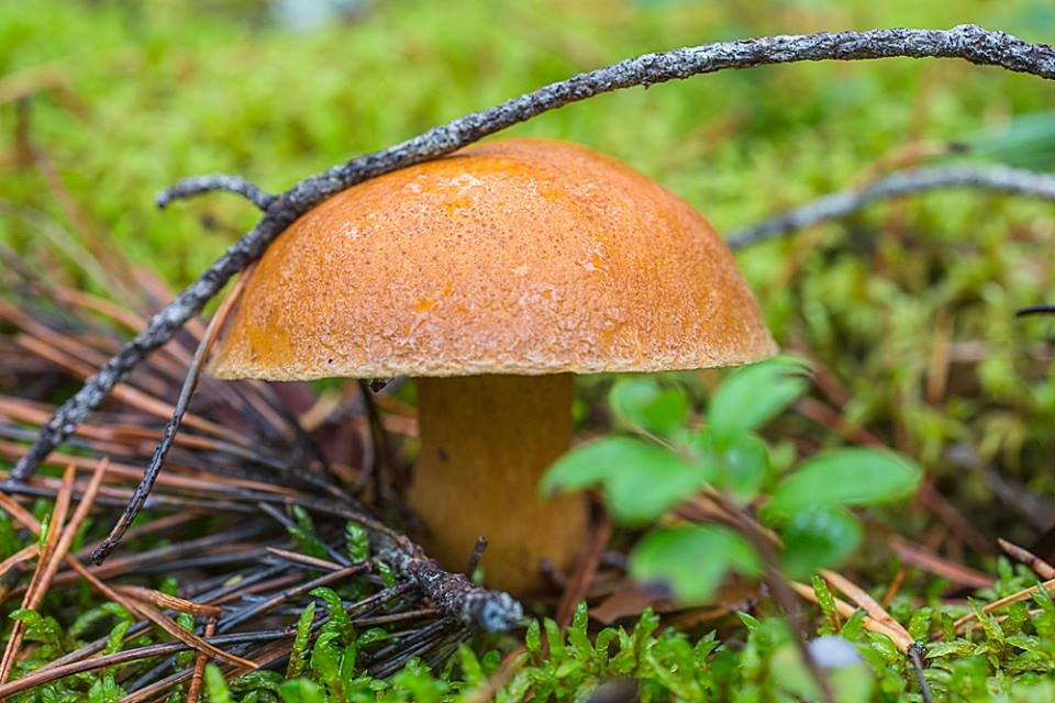 Максим Сырников сдает явки и пароли на грибные места